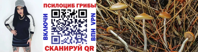 где продают наркотики Тюмень Псилоцибиновые грибы Cubensis